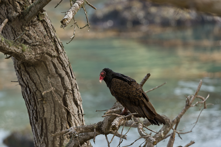 Image of Turkey Vulture