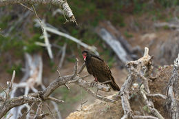 Image of Turkey Vulture