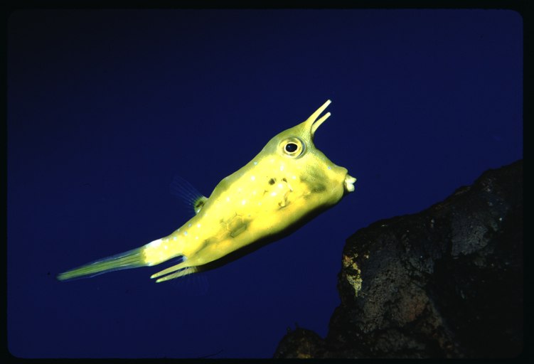 Image of Longhorn cowfish