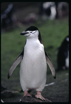 Image of Chinstrap Penguin