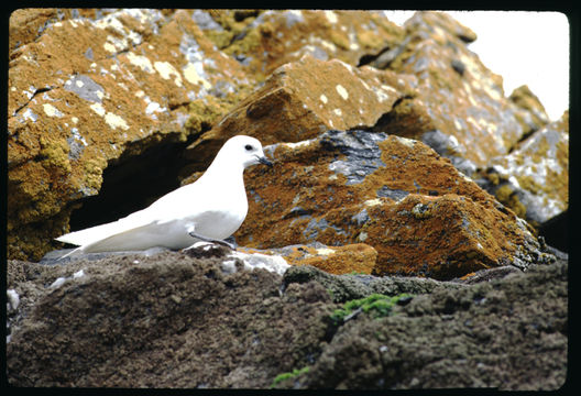 Image of Snow Petrel