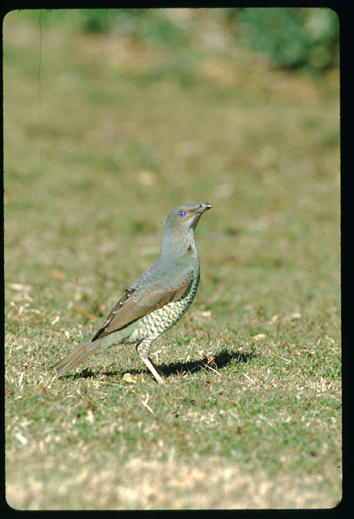 Image of Satin Bowerbird