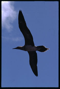 Image of Red-footed Booby