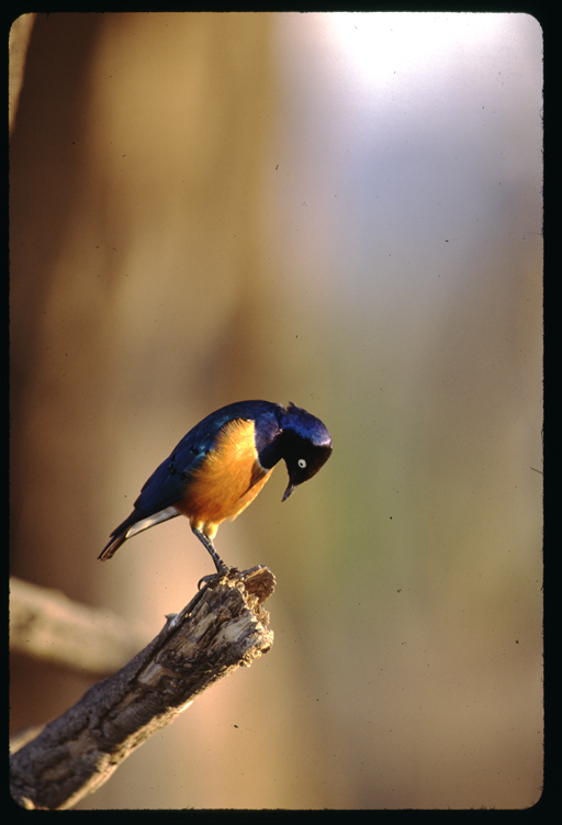 Image of Superb Starling