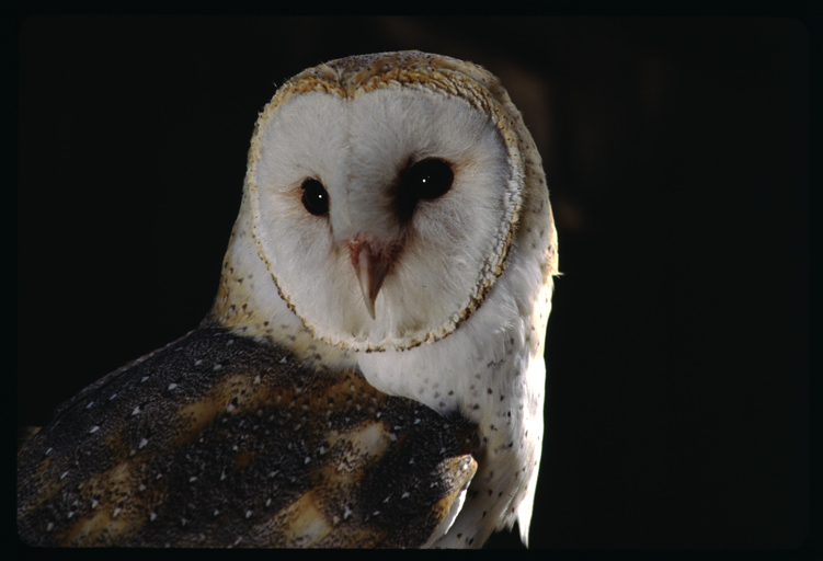 Image of Barn Owl