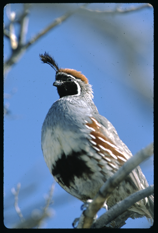 Image of Gambel's Quail