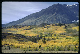 Image of quaking aspen