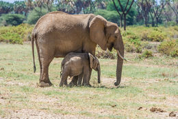 Image of African bush elephant