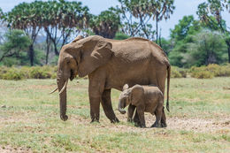 Image of African bush elephant