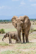 Image of African bush elephant