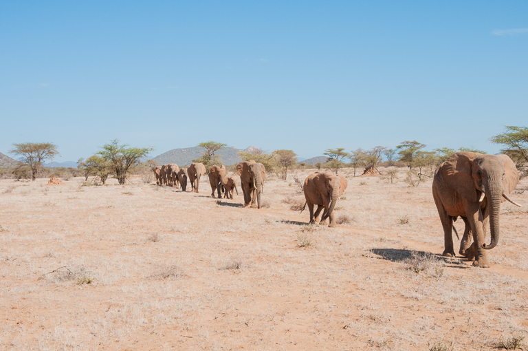 Image of African bush elephant