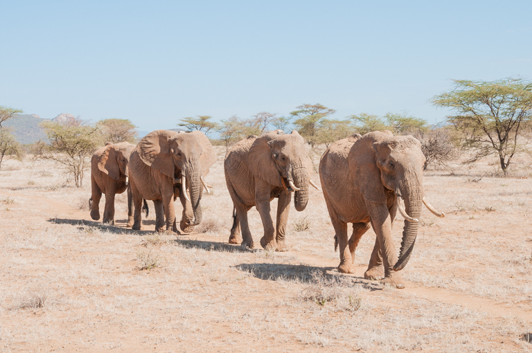 Image of African bush elephant