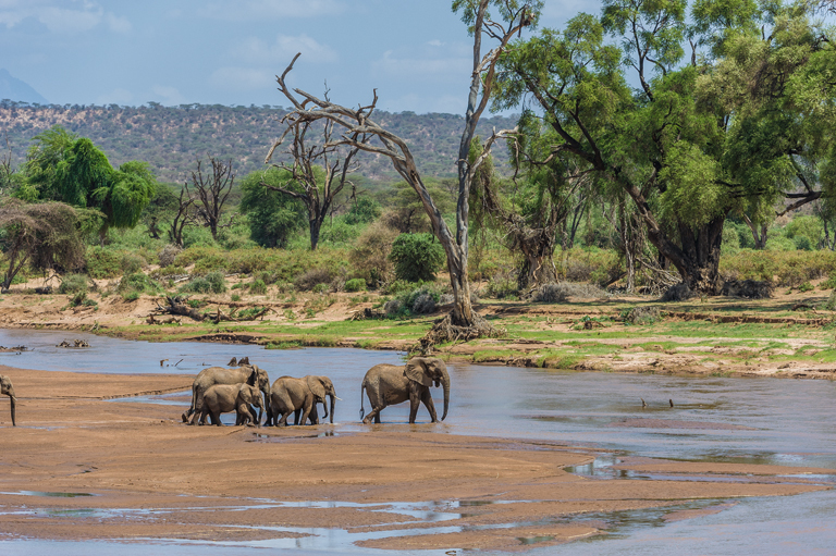 Image of African bush elephant