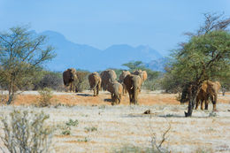 Image of African bush elephant