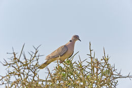 Image of African Mourning Dove