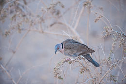 Image of African Mourning Dove