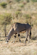 Image of Beisa Oryx