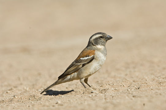 Image of Cape Sparrow