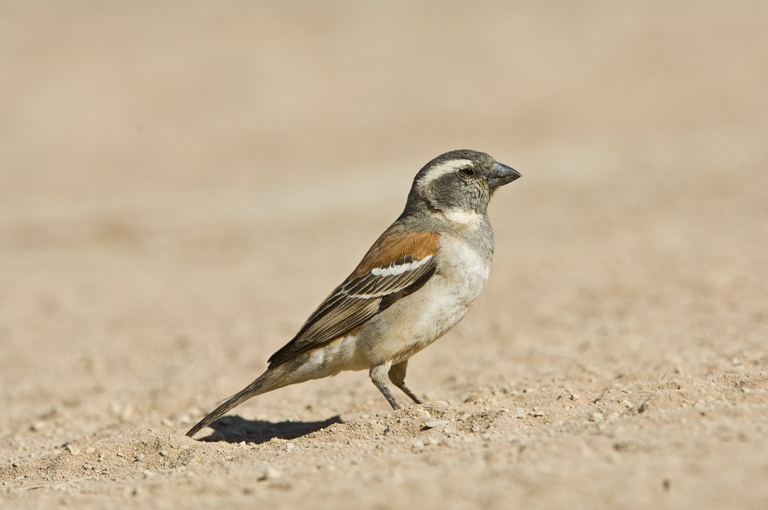 Image of Cape Sparrow