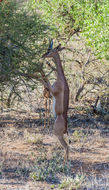 Image of Gerenuk