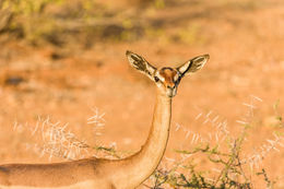 Image of Gerenuk