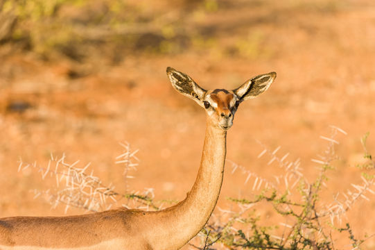 Image of Gerenuk