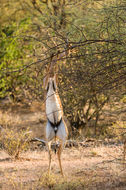 Image of Gerenuk