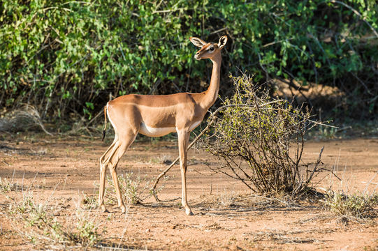 Image of Gerenuk