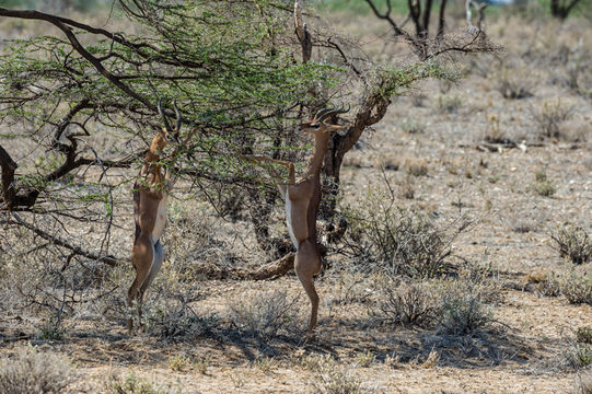 Image of Gerenuk