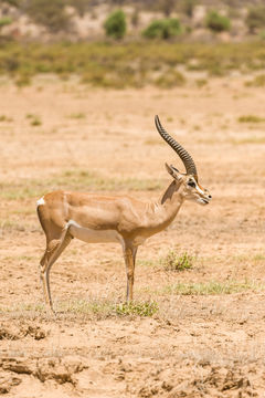 Image of Grant's Gazelle