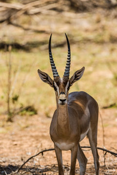 Image of Grant's Gazelle