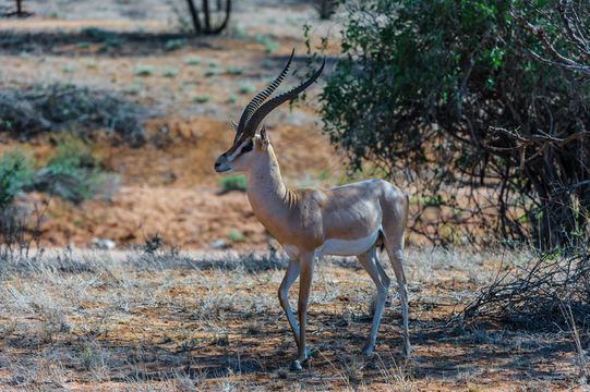 Image of Grant's Gazelle