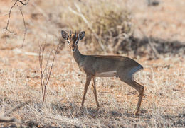 Image of Kirk's Dik-dik