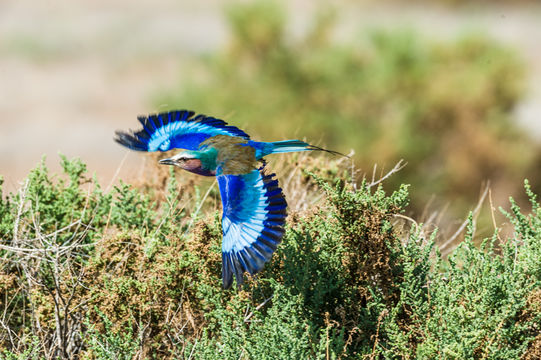 Image of Lilac-breasted Roller