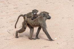 Image of Anubis Baboon