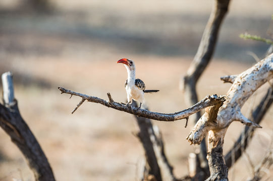 Image of Northern Red-billed Hornbill