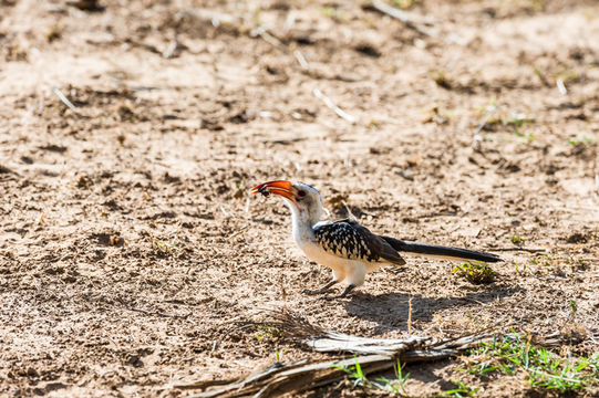 Image of Northern Red-billed Hornbill