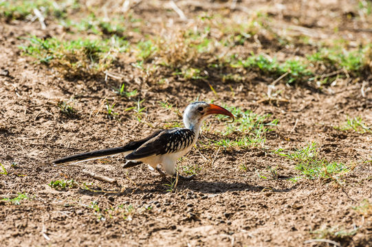 Image of Northern Red-billed Hornbill