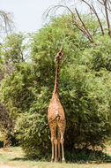 Image of Reticulated Giraffe