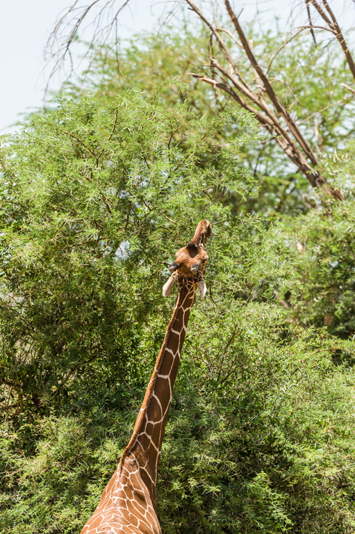 Image of Reticulated Giraffe