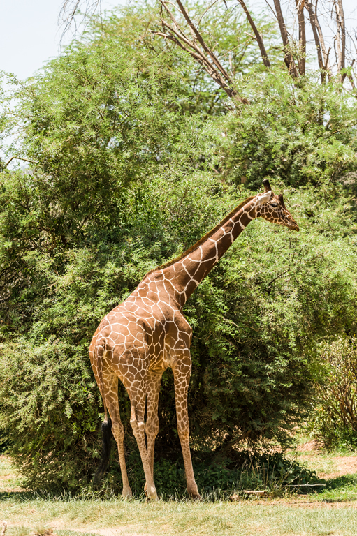 Image of Reticulated Giraffe