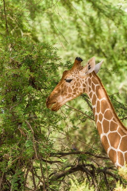 Plancia ëd <i>Giraffa camelopardalis reticulata</i>