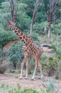 Plancia ëd <i>Giraffa camelopardalis reticulata</i>