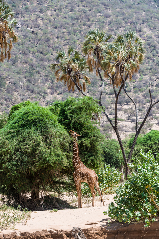 Plancia ëd <i>Giraffa camelopardalis reticulata</i>