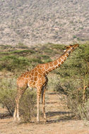 Plancia ëd <i>Giraffa camelopardalis reticulata</i>