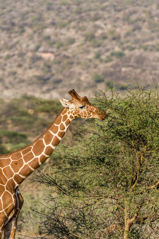 Plancia ëd <i>Giraffa camelopardalis reticulata</i>