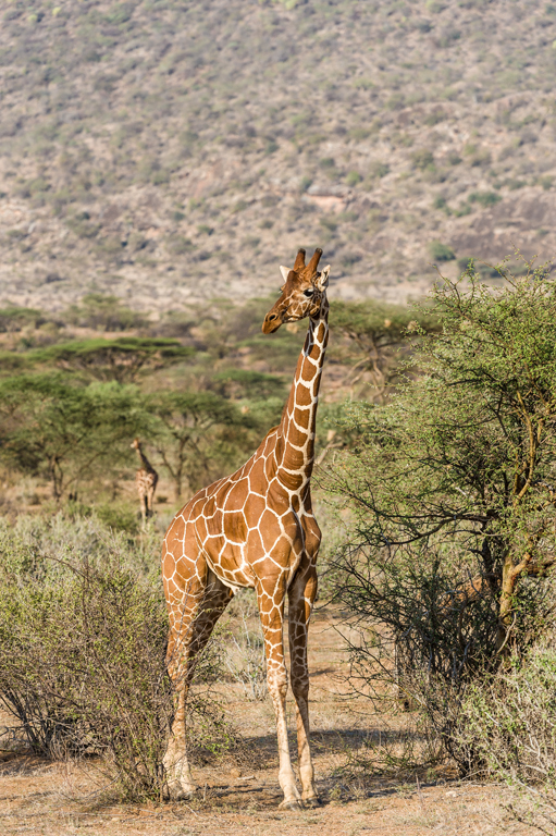 Plancia ëd <i>Giraffa camelopardalis reticulata</i>