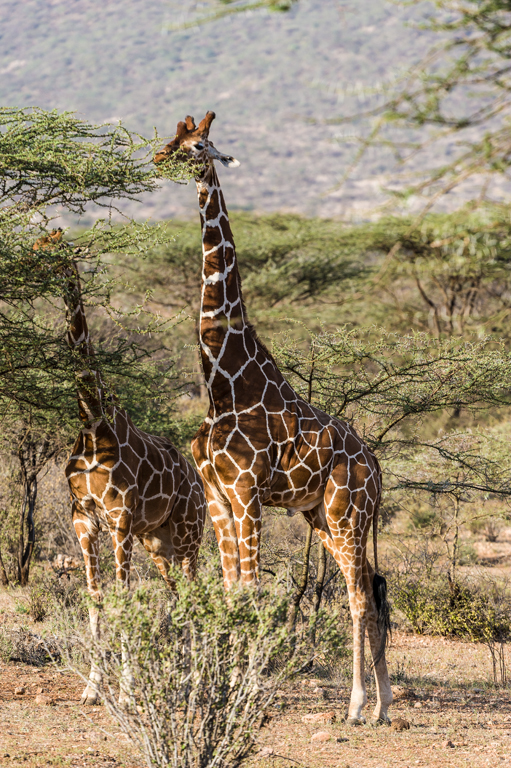 Plancia ëd <i>Giraffa camelopardalis reticulata</i>