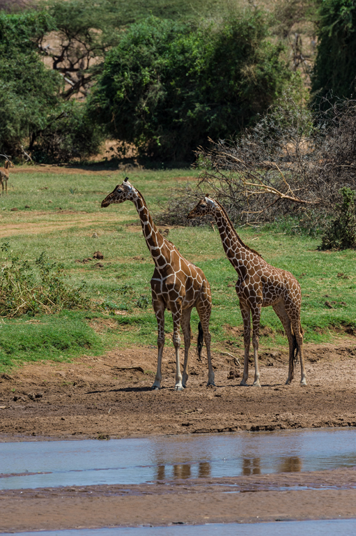 Plancia ëd <i>Giraffa camelopardalis reticulata</i>