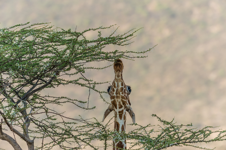 Plancia ëd <i>Giraffa camelopardalis reticulata</i>